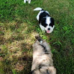"Toby Jack Layla" Shihpoo Puppies from Perfect Companion Puppies