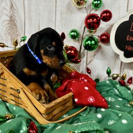 Halo - Black and rust male Doberman Pinscher puppy in Aredale, Iowa from Royal Dynasty Dobermann Kennel