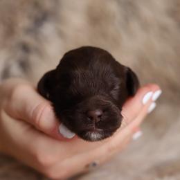 Purple - Chocolate female Australian Labradoodle puppy in Williamstown, New York from Lewis Manor Labradoodles