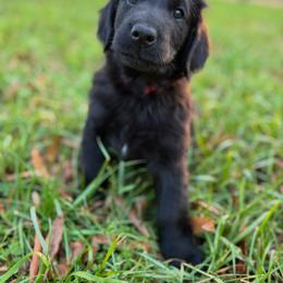Flat-Coated Retriever Puppies from Flatline Flat-Coated Retrievers