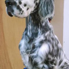 English Setters from BJ's Festivity