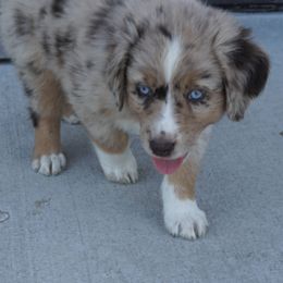 Australian Shepherd Puppies from Pole Canyon Australian Shepherds