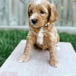 Goldendoodle Puppies from Sweet T Doodles