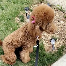 Ginger - Poodle