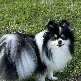 Maize - Pomeranian