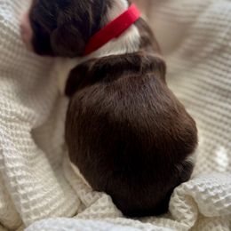 English Springer Spaniel Puppies from Sparks Springer Spaniels