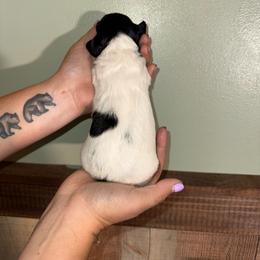 Black and Tan Piebald - 1500 - Piebald female Dachshund puppy in Williston, Florida from Teenie Weenie Dachshunds