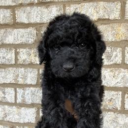 Fuscia Pink Collar Girl - Black female Goldendoodle puppy in Lithia Springs, Georgia from Opulent Goldendoodles