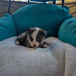Willow - Blue merle female Australian Shepherd puppy in Copperas Cove, Texas from Hidden Leaf Aussies