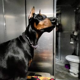 Doberman Pinscher Puppies from Devoted Doberman