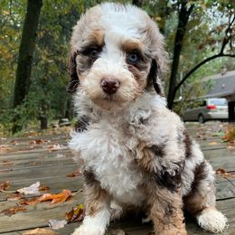 Cody - Chocolate merle male Bernedoodle puppy in New Ringgold, Pennsylvania from Hawk Mountain Doodles