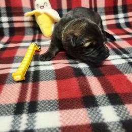 Yellow collar - Sable female German Shepherd puppy in Ramsey, Illinois from Haus-Farr German Shepherds