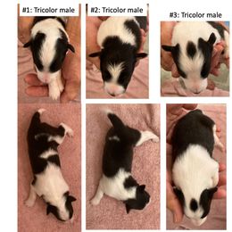 "Born 6-6-23" Shetland Sheepdog Puppies from Ashton