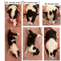 "Born 6-6-23" Shetland Sheepdog Puppies from Ashton