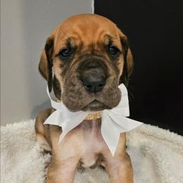 White collar - Fawn female Great Dane puppy in Warren, Ohio from Loyal-Loves Great Danes