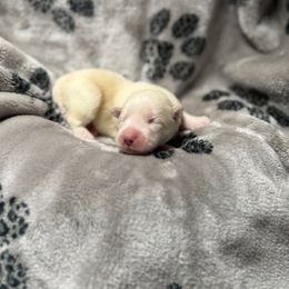 Khaleesi x Vermy 3 - Fawn female Xoloitzcuintli puppy in Hico, Texas from Amayla Kennels
