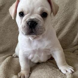 French Bulldogs from Frenchies of Mann