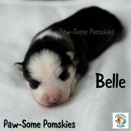 Belle - Black and white female Pomsky puppy in Krum, Texas from Paw-Some Pomskies