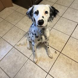 Callan - Dalmatian