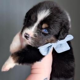 Rose - Black tri-color female Australian Shepherd puppy in Georgetown, Texas from River Reign Australian Shepherds