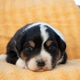 Trace - Black tri-color male Australian Shepherd puppy in Weatherford, Texas from Ridgestar Aussies