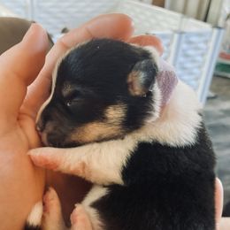 Pembroke Welsh Corgi Puppies from Boehm’s Pembroke corgis