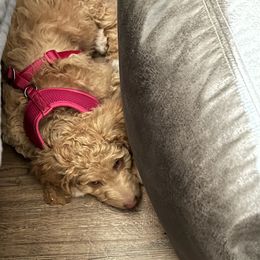 Poodle Puppies from Polly Wally Doodles and Poodles