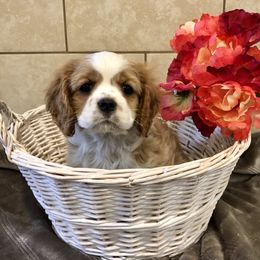 Cavalier King Charles Spaniel and Pembroke Welsh Corgi Puppies from Puppy PlayPen