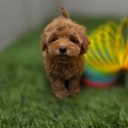 Cherry - Red female Maltipoo puppy in San Diego, California from Maltipoos SD