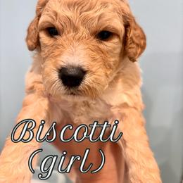 Black - Apricot female Goldendoodle puppy in Guntersville, Alabama from Carefree Goldendoodles