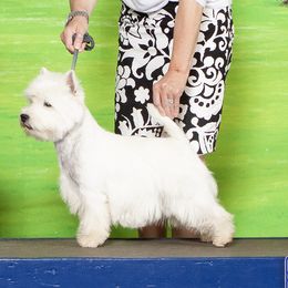 Aelin - West Highland White Terrier