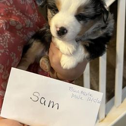 Miniature American Shepherds from Moonshine Minis
