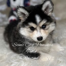 Fatso - Black and white male Pomsky puppy in Rossville, Georgia from Scenic City Pomskies