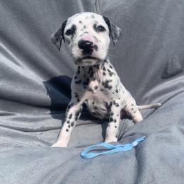Dalmatian and Poodle Puppies from Cotton Top