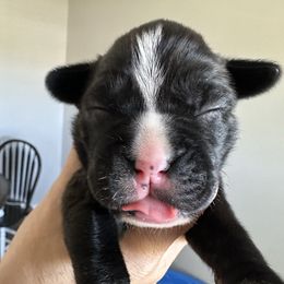 Salsa - Brindle female Boxer puppy in Smithfield, North Carolina from Sweet Carolinas Boxer Babies