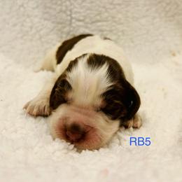 RB5 - Tri-Roan male English Springer Spaniel puppy in Britton, South Dakota from K&S Canines
