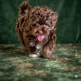 Choco - Brown male Russian Tsvetnaya Bolonka puppy in Chicago, Illinois from Simply Bolonka - A Russian Tsvetnaya Bolonka Kennel