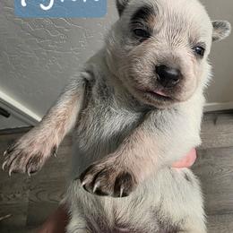 Flynn - Blue male Australian Cattle Dog puppy in Prescott Valley, Arizona from KS Cattle Dogs