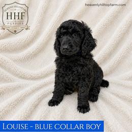 Louise - Solid Black - Blue Collar boy - Black male Poodle puppy in Charlo, Montana from Heavenly Hilltop Farm