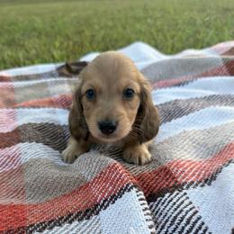 Brooks - Cream male Dachshund puppy in New Albany, Mississippi from Double A. Doxies