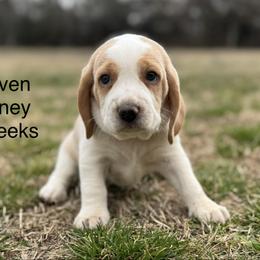 Haven AKC - Lemon and white female Beagle puppy in Rogersville, Missouri from Hales Little Beagle Haven