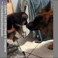 German Shepherd Puppies from North Shore Shepherds