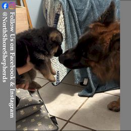 German Shepherd Puppies from North Shore Shepherds