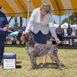 Maddie - Wirehaired Pointing Griffon