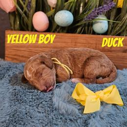 Duck - Apricot male Goldendoodle puppy in Haughton, Louisiana from Bailey’s Cajun Canines