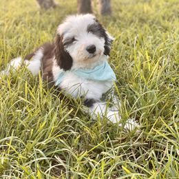 Assorted Doodle Crosses, Bernedoodle, and Sheepadoodle Puppies from Rock N Roll Doodles