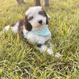 Assorted Doodle Crosses, Bernedoodle, and Sheepadoodle Puppies from Rock N Roll Doodles