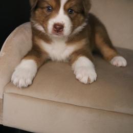 Australian Shepherd Puppies from Kiki's Aussies