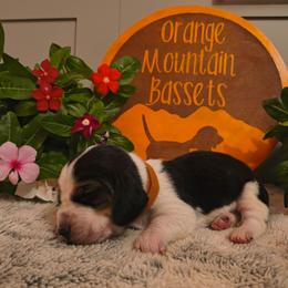 Male 6 - Black white and brown male Basset Hound puppy in Robbins, Tennessee from Orange Mountain Basset Hounds
