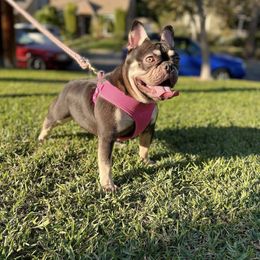 Female Chocolate - French Bulldog puppy in Pasadena, California from Degama Frenchies